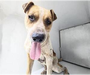 Staffordshire Bull Terrier-Unknown Mix Dogs for adoption in Houston, TX, USA