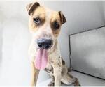 Small Staffordshire Bull Terrier Mix