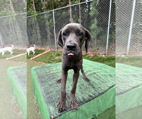 Medium Photo #7 Great Dane-Unknown Mix Puppy For Sale in Huntersville, NC, USA