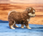 Small Photo #4 Pomsky Puppy For Sale in TAMPICO, IL, USA