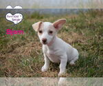 Small #2 Chiweenie