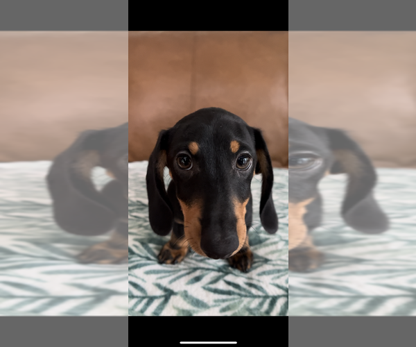 Medium Photo #2 Dachshund Puppy For Sale in GOTHA, FL, USA