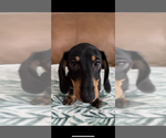 Small #1 Dachshund