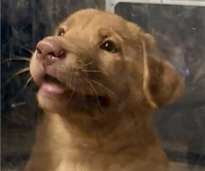 Labrador Retriever Litter for sale in SPOTSYLVANIA, VA, USA