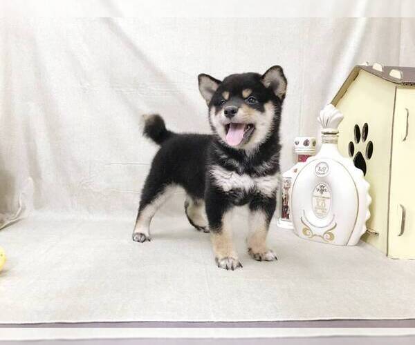Medium Photo #1 Shiba Inu Puppy For Sale in SAN JOSE, CA, USA