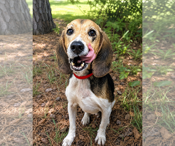Medium Photo #3 Beagle-Unknown Mix Puppy For Sale in Dunnellon, FL, USA