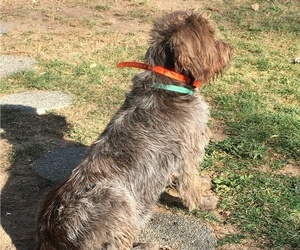 Father of the Wirehaired Pointing Griffon puppies born on 05/03/2022