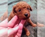 Small Photo #3 Bichpoo-Poodle (Miniature) Mix Puppy For Sale in ADDISON, NY, USA