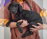 Small #1 Mutt
