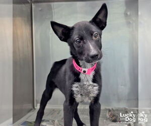 Labrador Retriever-Unknown Mix Dogs for adoption in Washington, DC, USA