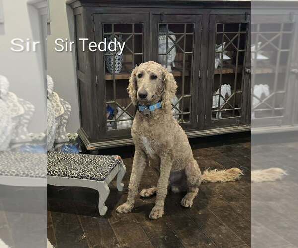 Medium Photo #3 Labrador Retriever-Unknown Mix Puppy For Sale in Boston, MA, USA