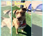 Small #1 Labrador Retriever-Staffordshire Bull Terrier Mix