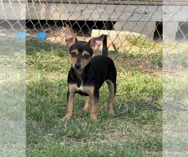 Medium Photo #3 Chihuahua-Unknown Mix Puppy For Sale in Rockaway, NJ, USA