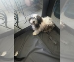 Small #12 Shorkie Tzu