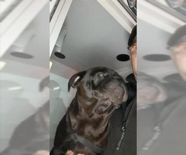 Medium Photo #1 Pug Puppy For Sale in Houston, TX, USA