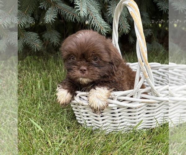 Medium Photo #4 Shih Tzu Puppy For Sale in MIDDLEBURY, IN, USA