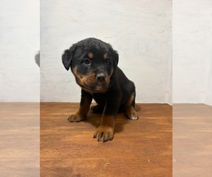Bernese Mountain Dog-Rottweiler Mix Puppy for sale in SHEFFIELD, IL, USA