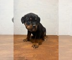 Small Bernese Mountain Dog-Rottweiler Mix