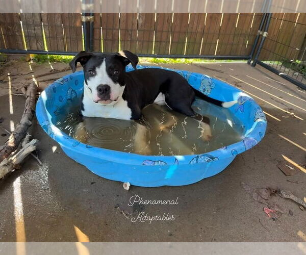 Medium Photo #8 American Pit Bull Terrier-Great Dane Mix Puppy For Sale in Evansville, IN, USA