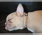 Small #7 French Bulldog