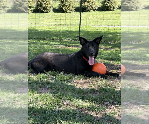 Medium Photo #1 Mutt Puppy For Sale in Candler, NC, USA