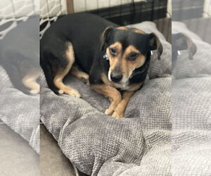 Meagle Dogs for adoption in Dana Point, CA, USA