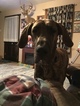 Small Photo #4 Great Dane Puppy For Sale in WEIRTON, WV, USA