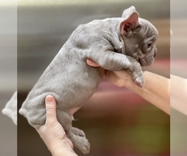 Medium Photo #5 French Bulldog Puppy For Sale in LAS VEGAS, NV, USA