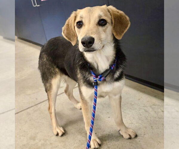 Medium Photo #1 Beagle-Unknown Mix Puppy For Sale in Batavia, OH, USA