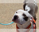 Small #6 American Pit Bull Terrier