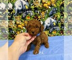 Image preview for Ad Listing. Nickname: Tiny Toy Duke