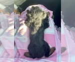 Small Photo #17 Cavapoo-Yorkshire Terrier Mix Puppy For Sale in EL RENO, OK, USA
