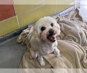 Mal-Shi Dogs for adoption in Redwood City, CA, USA