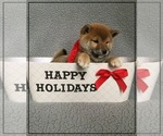 Small Photo #6 Shiba Inu Puppy For Sale in FULTON, MO, USA