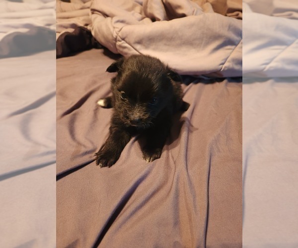 View Ad Australian ShepherdPomeranian Mix Puppy for Sale near