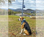 Small #24 Beagle Mix