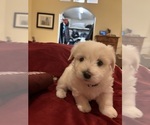 Small #5 Coton de Tulear