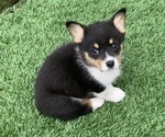 Small Photo #10 Pembroke Welsh Corgi Puppy For Sale in BURLESON, TX, USA