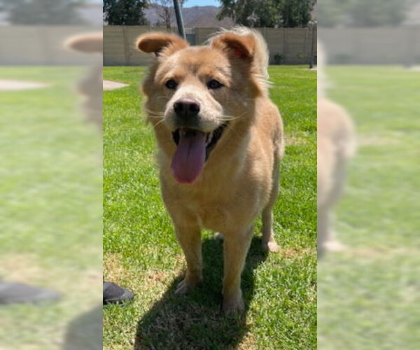 Medium Photo #3 Chow Chow-Unknown Mix Puppy For Sale in Ventura, CA, USA