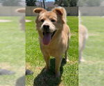 Small #2 Chow Chow Mix