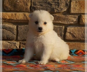 Samoyed Puppy for sale in FREDERICKSBURG, OH, USA