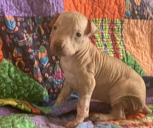 Xoloitzcuintli (Mexican Hairless) Puppy for sale in LAS CRUCES, NM, USA