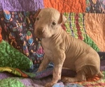 Small Photo #1 Xoloitzcuintli (Mexican Hairless) Puppy For Sale in LAS CRUCES, NM, USA