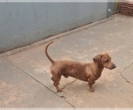 Small Photo #1 Dachshund Puppy For Sale in ANDOVER, MA, USA