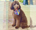 Small #1 Golden Mountain Dog-Goldendoodle Mix