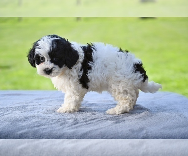Medium Photo #4 ShihPoo Puppy For Sale in MILLERSBURG, OH, USA