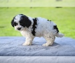 Small #3 ShihPoo