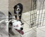 Small Photo #16 Australian Shepherd Puppy For Sale in AUBURN, IN, USA