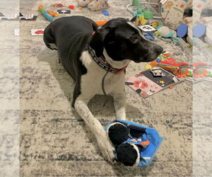 Lola - Female Australian Shepherd-Maremma Sheepdog Mix Dog for Adoption - Photo #12