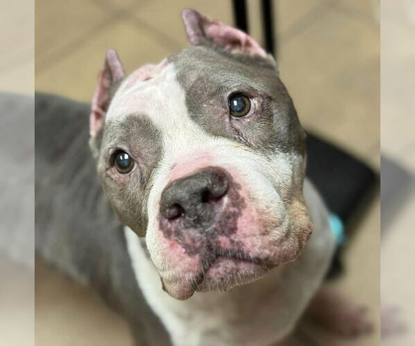 Medium Photo #2 American Staffordshire Terrier Puppy For Sale in Cranford, NJ, USA